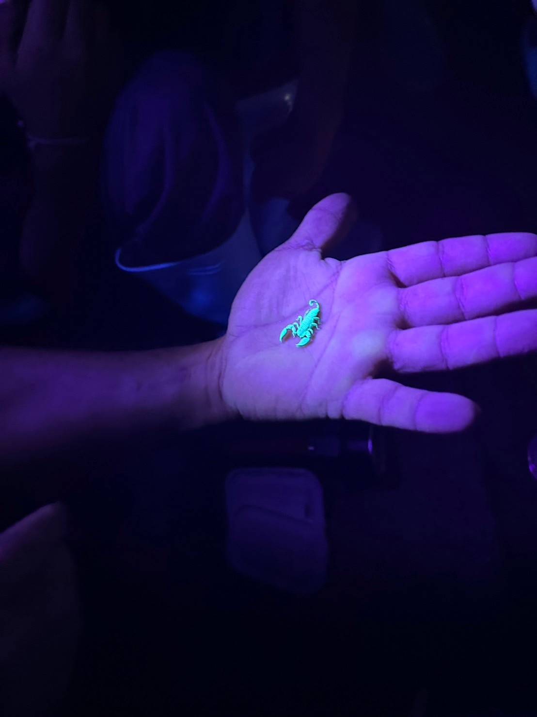 ヤシガニナイトツアー