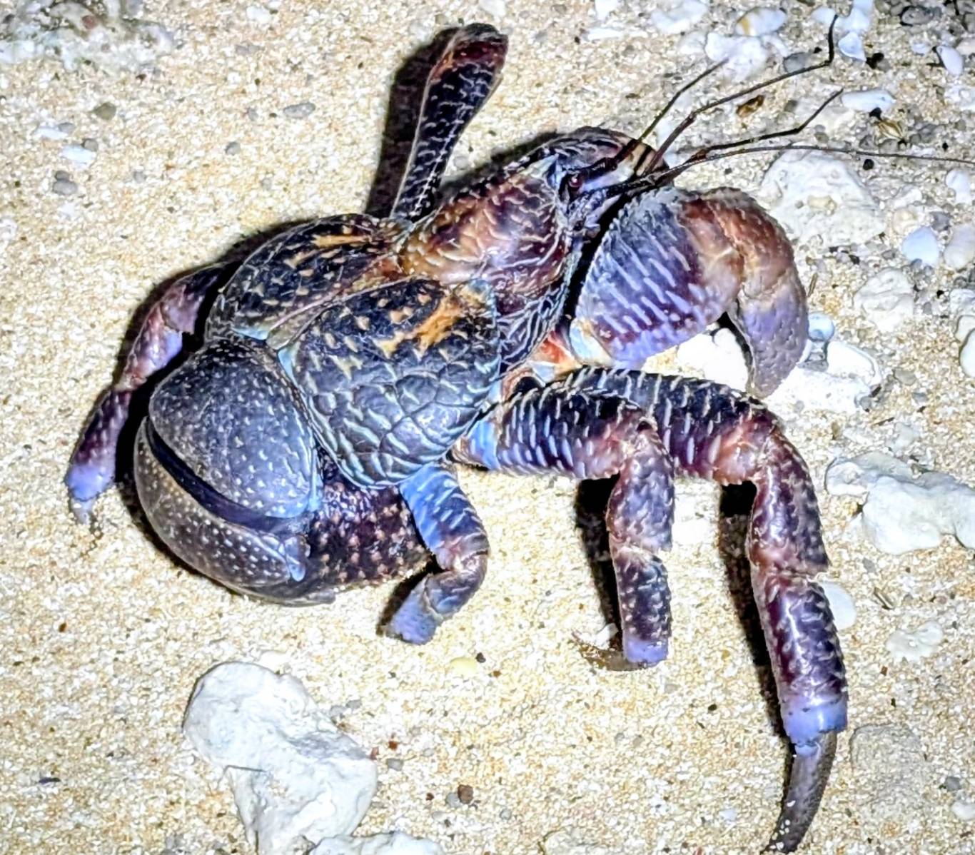 ヤシガニナイトツアー